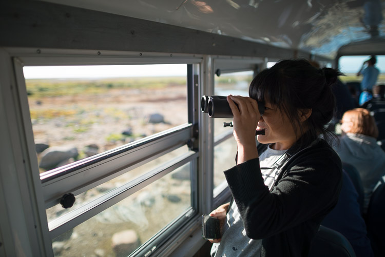 Keeping watch with binoculars on Churchill tundra buggy