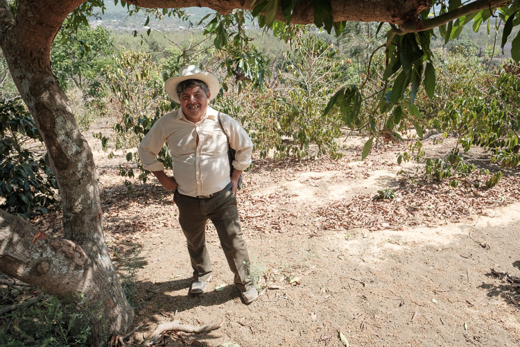 Coffee farmer standing under an avocado tree