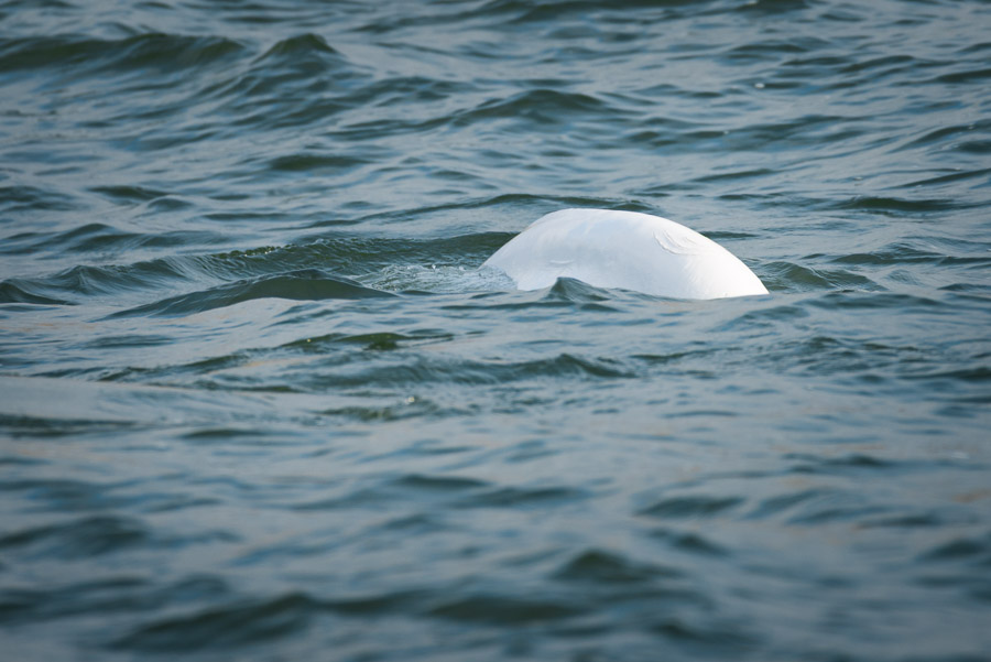Distinctive scratch marks on the backs of belugas hint at the stories they’ve lived.