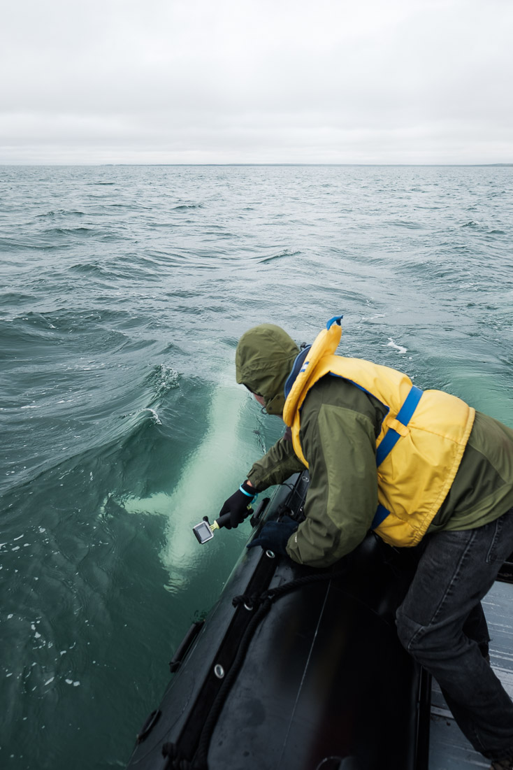 Dom Tollit, a researcher who studies the effects of noise pollution on whale populations, films belugas in the Churchill River estuary.