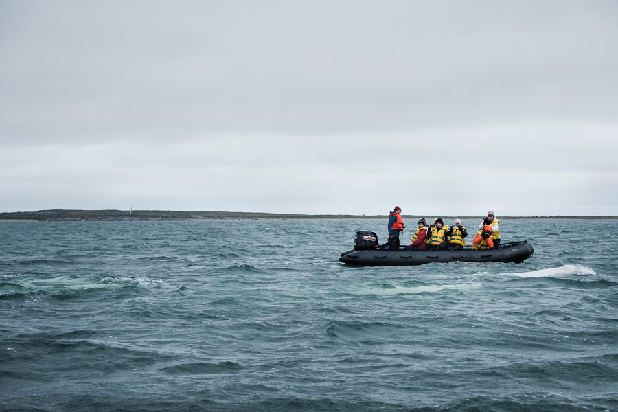 Curious beluga whales approach a boat.