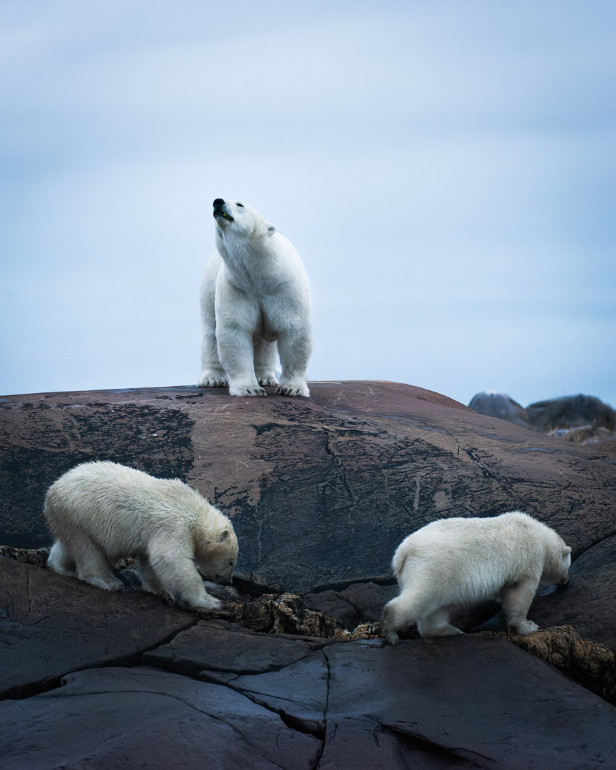 Polar bears are marine mammals, which means they spend most of their lives on the ice. This family is a picture of good health, but as the sea ice continues to disappear there is a lot of concern that so too will this fragile species.