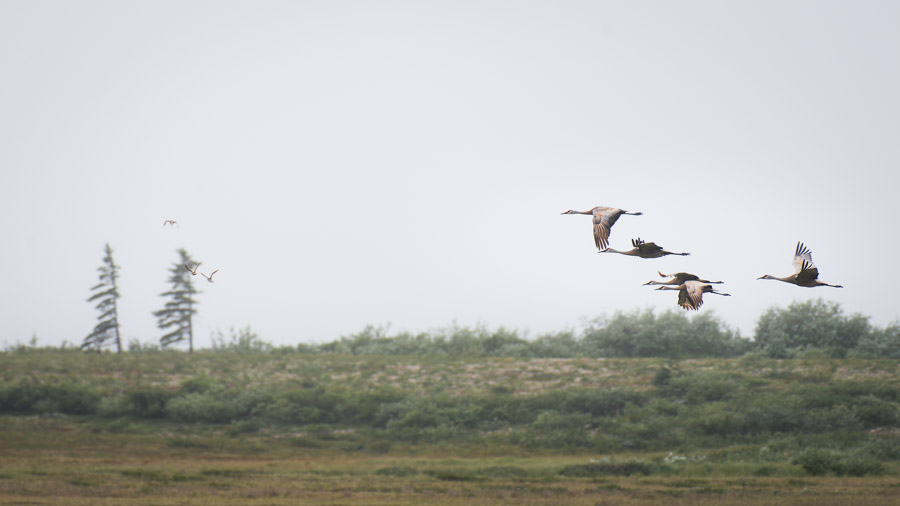 Sandhill cranes fly south - a small part of the migratory mass of life that moves through this unique ecosystem’s seasonal landscape.