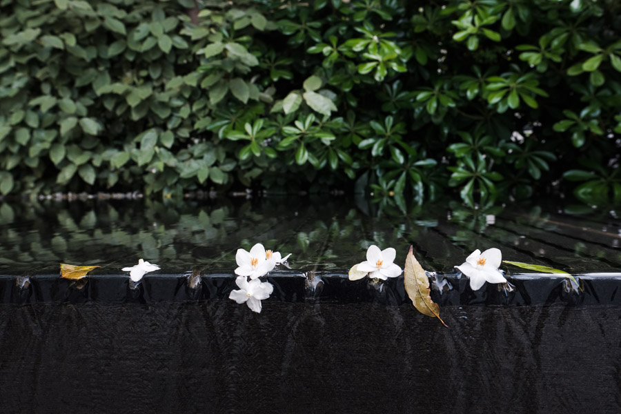 Fallen cherry blossoms gather at a fountain’s formed edge.