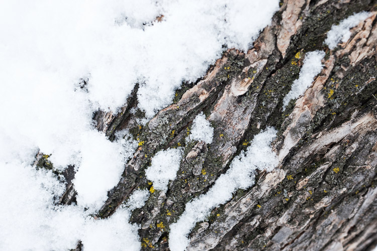 Wet snow that fell sideways in the strong wind persistently sticks to a tree.