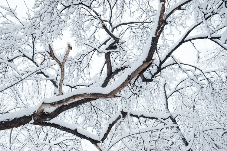 Winter is a season of beautiful minimalism.
