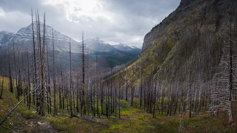 Silvered burnt tree trunks standing in a regreening mountain valley, snow-dusted peaks under heavy clouds beyond