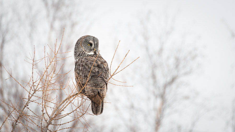 A great grey owl perched in the sparse orange branches of a tamarack, head turned in profile against a white sky