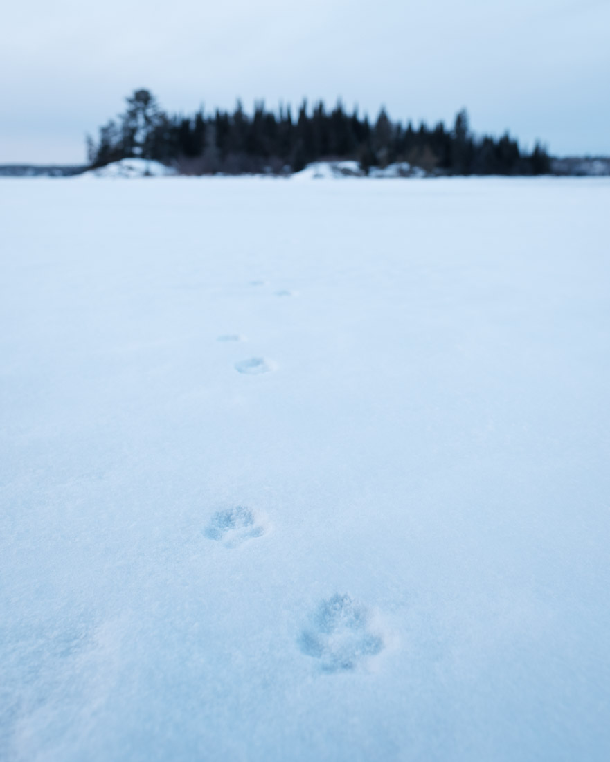 A line of fresh fox tracks pressed into blue-shadowed snow leading toward a spruce-covered island on a frozen lake