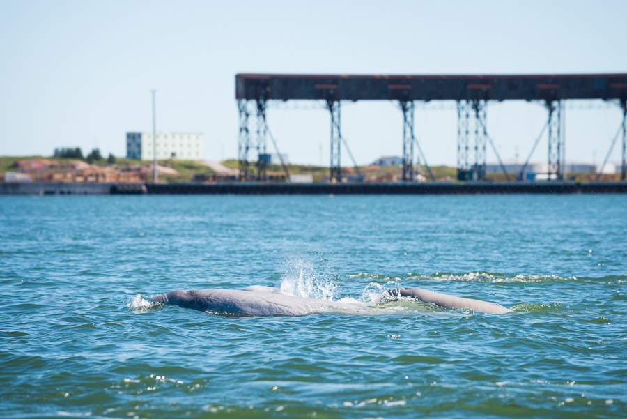 A young beluga calf (the darker of the pictured whales) keeps close to its mother, as they swim in the safety of the Churchill River estuary.Context: Spending time on the water and tundra around Churchill, Manitoba (August 2016). –link forthcoming–