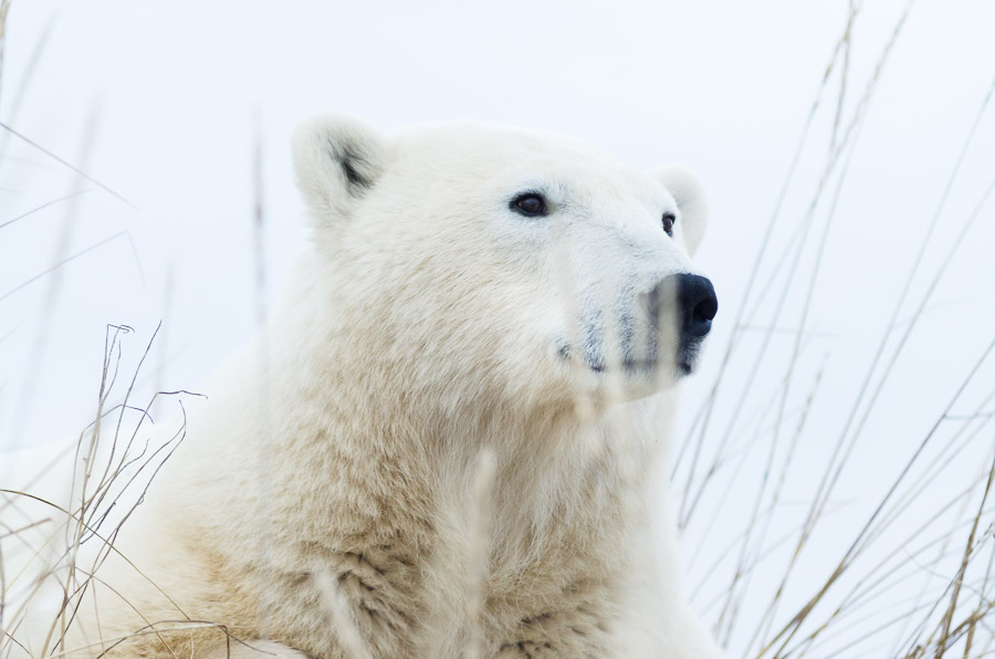 A polar bear gazes out at the Hudson Bay, waiting for the ice to freeze and the feast to begin.Context: A shoulder season visit to Churchill, Manitoba (November 2011). –link forthcoming–