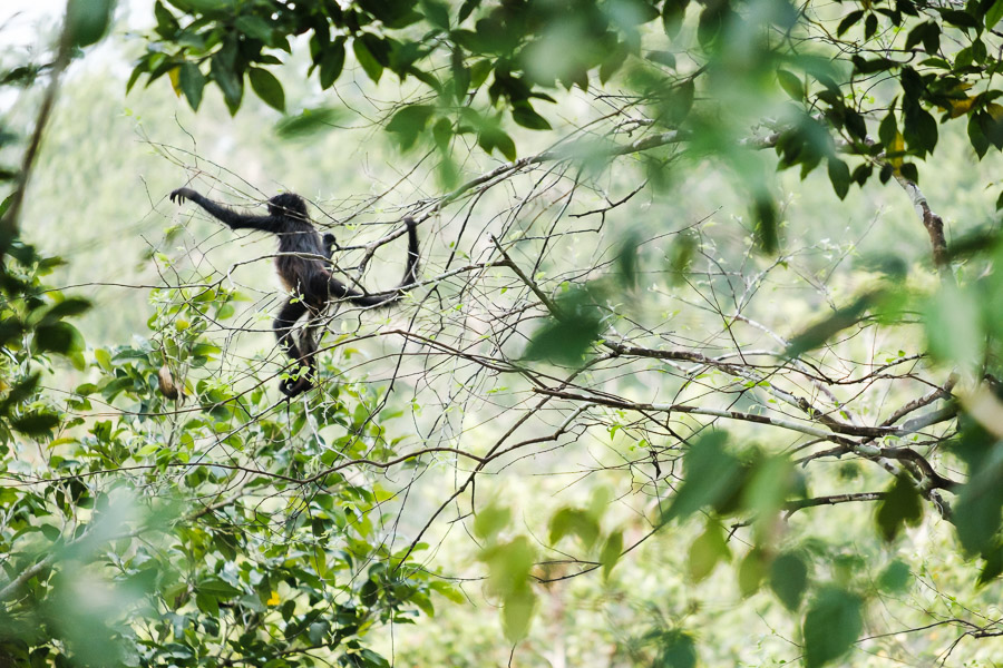 A monkey leaps from a branch, trusting the next handhold to be in reach within the thick canopy.Context: Part of a month spent in Guatemala (April 2017), exploring the contrasting ecosystems of cloud forest and lowland jungle. –link forthcoming–
