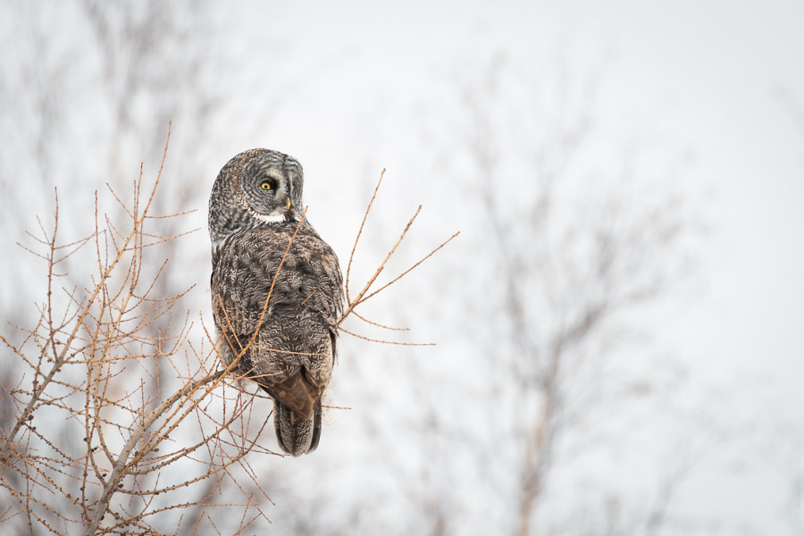 A great grey owl sits sentinel in bare branches along the lake shore, waiting in rapt silence.Context: A moment from one of many close-to-home adventures in Manitoba. –link forthcoming–