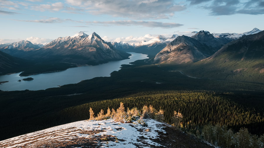Golden larch in golden light.Context: Most Septembers, I head to the Canadian Rocky Mountains on personal retreat - collecting my thoughts as well as many moments such as this. –link forthcoming–