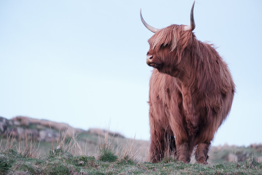 A highland cow named Ginger, looking good and she knows it.Context: Part of a pilgrimage to connect with family in Scotland (May 2024), here camped on the Isle of Skye. –photoessay–